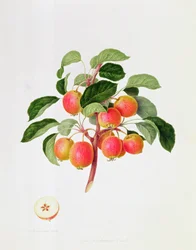 Det tartariska krabbaäpplet, 1819