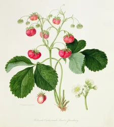 Wilmots scharlakansröda Tuppkam-jordgubbe, 1820