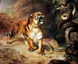 Tiger och pyton