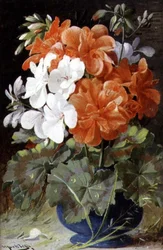 Pelargonier