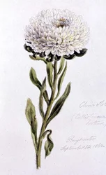 China Aster, målad vid Bayswater