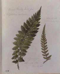 Common Prickly Shield-bregne, malet i Brantwood, 30. november 1857 (akvarel på papir) swed.