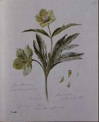 Grön Hellebore, målad på Brantwood