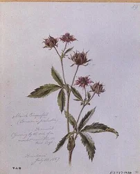 Marsh Cinquefoil, målad i Brentwood