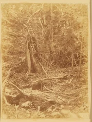 Utan titel, från portfolion The Forest: Adirondacks skogar