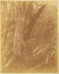 Utan titel, från portfolion The Forest: Adirondacks skogar