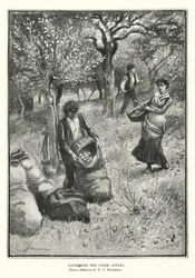 Att samla in cideräpplen (litografi)