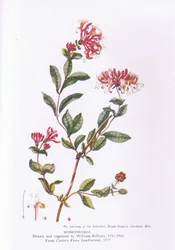 Honeysuckle, Nature in Britain publicerad av Collins, 1946