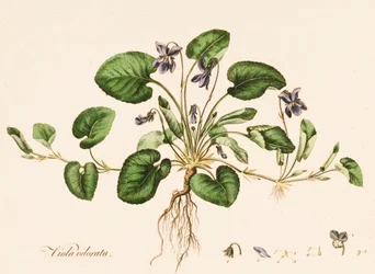 Sweet Violet, c1770-1790.