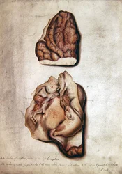 Studie av hjärna III, ca 1850 (akvarell på papper)