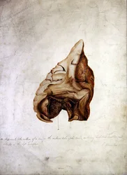 Studie av hjärna I, ca 1850 (akvarell på papper)