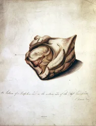 Study of the Brain II, c.1850 (akvarell på papper)