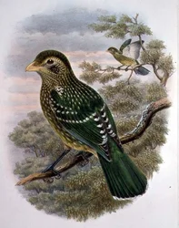 Ailuroedus Crassirostris, Grön kattfågel (färg litho)
