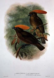 Amblyornis Flavifrons (färg litho)