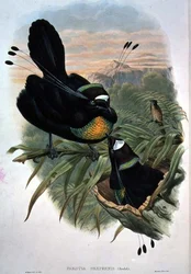 Arfak Sextrådiga paradisfågel (färg litho)