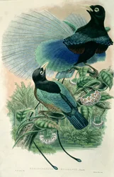 Blue Bird of Paradise (färg litho)