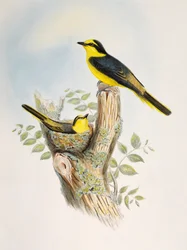 Brunrumpad Minivet (Pericrocotus cantonensis), litografi från Birds of Asia