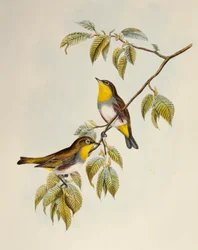 Kastanjeflankerade vita ögon (Zosterops erythropleurus), litografi från Birds of Asia
