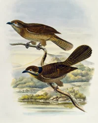 Dvärgkoel (Microdynamis parva), gravyr av William Matthew Hart (1830-1908), Storbritannien