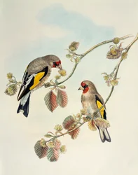European Goldfinch (Carduelis carduelis caniceps), litografi från Birds of Asia