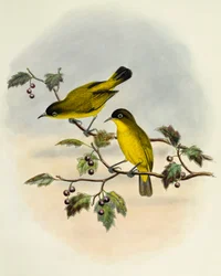 Guldbukad vitöga (Zosterops uropygialis), gravyr av William Matthew Hart (1830-1908), Storbritannien