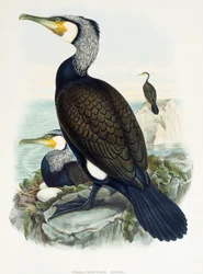 Storskarv (Phalacrocorax carbo), litografi från Birds of Great Britain