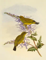 Gråstrupig vitöga (Zosterops rendovae), gravyr av William Matthew Hart (1830-1908), Storbritannien