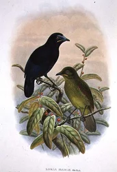 Loria Loriae, Lorias paradisfågel (färg litho)