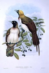 Paradisaea Guilielmi - Lesser Bird of Paradise (färg litho)