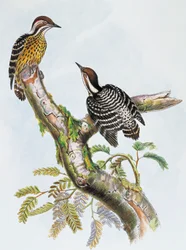 Filippinsk pygmé hackspett (Dendrocopos maculatus), litografi av William Matthew Hart (1830-1908), Storbritannien