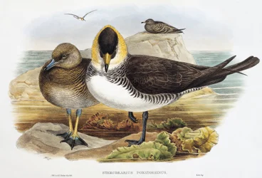 Pomarin Jaeger (Stercorarius pomarinus), litografi från Birds of Great Britain