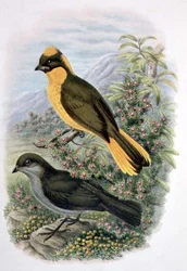 Prinodura Newtoniana, Golden Bowerbird (färg litho)