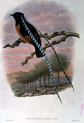 Pteridophora Alberti, kung av Sachsen Paradisfågel (färg litho)