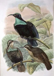 Ptiloris Paradiseus, Rifle Bird of Paradise (färg litho)