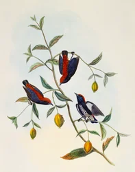 Scarlet-backed Flowerpecker (Dicaeum cruentatum), gravyr av William Matthew Hart (1830-1908), Storbritannien