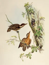 Sunda hackspett (Dendrocopos moluccensis), litografi från Birds of Asia
