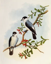 Ström-rödhake, Monachella muelleriana, gravyr av William Matthew Hart (1830-1908), Storbritannien