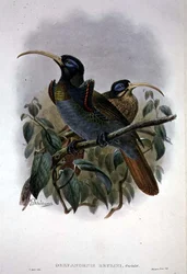 Vit Sickle-billed Bird of Paradise (färg litho)