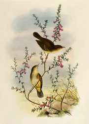 Vitfläckig flugsnappare (Pseudogerygone notata), gravyr av William Matthew Hart (1830-1908), Storbritannien