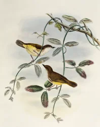 Yellow-bellied Gerygone (Gerygone chrysogaster), litografi från Birds of Asia