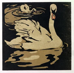 Den vackra svanen, illustration från 