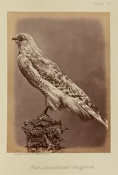 Bivråk med röd axel