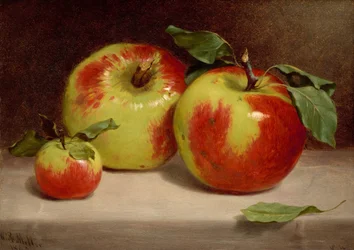 Studie av äpplen från naturen