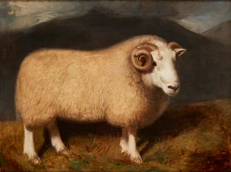 Cheviot Ram (olja på duk)
