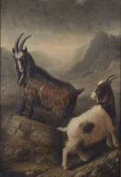 Två welshgetter