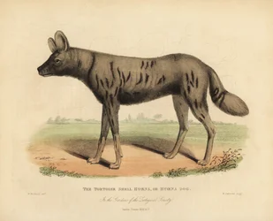 Afrikansk jakthund, Lycaon pictus.