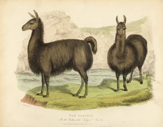 Alpaca, Vicuna pacos.