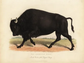 Amerikansk bison eller buffel, bison bison.
