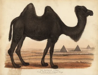 Bakterisk kamel, Camelus bactrianus.