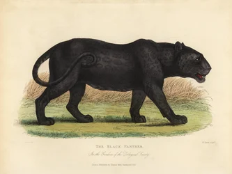 Black Panther, Panthera Pards Ora Panthera Onka.